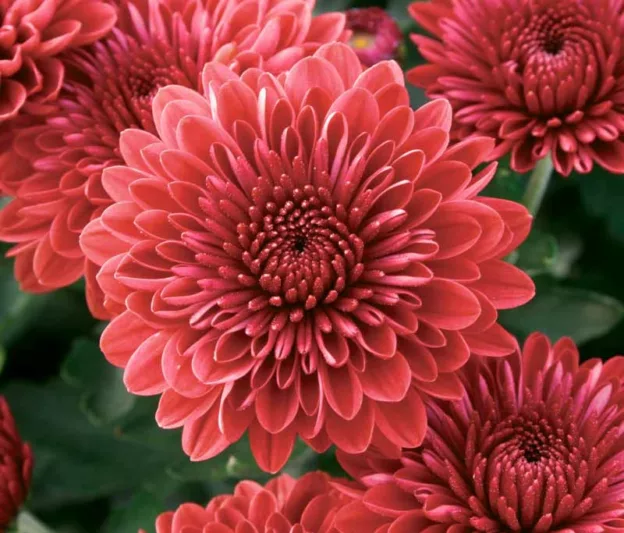 Chrysanthemum 'Jolly Cheryl', Garden Mum 'Jolly Cheryl', Florist's Mum 'Jolly Cheryl', Hardy Garden MumJolly Cheryl, Dendranthema Jolly Cheryl, Red Chrysanthemum, Fall Flowers
