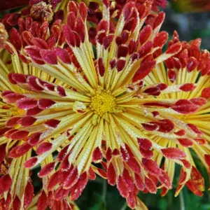 Chrysanthemum 'Matchsticks', Garden Mum 'Matchsticks', Florist's Mum 'Matchsticks', Hardy Garden Mum 'Matchsticks', Bicolor Chrysanthemum, Red Chrysanthemum, Yellow Chrysanthemum, Fall Flowers