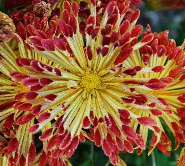 Chrysanthemum 'Matchsticks', Garden Mum 'Matchsticks', Florist's Mum 'Matchsticks', Hardy Garden Mum 'Matchsticks', Bicolor Chrysanthemum, Red Chrysanthemum, Yellow Chrysanthemum, Fall Flowers