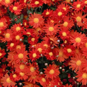 Chrysanthemum 'Overture', Garden Mum 'Overture', Florist's Mum 'Overture', Hardy Garden Mum Overture, Dendranthema Overture, Red Chrysanthemum, Fall Flowers