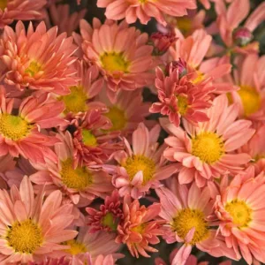 Chrysanthemum 'Rhumba', Garden Mum 'Rhumba', Florist's Mum 'Rhumba', Hardy Garden Mum Rhumba, Dendranthema Rhumba, Orange Chrysanthemum, Fall Flowers