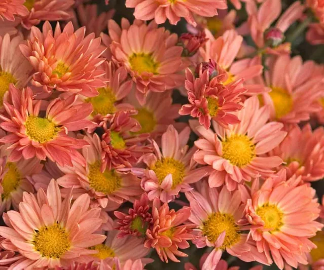 Chrysanthemum 'Rhumba', Garden Mum 'Rhumba', Florist's Mum 'Rhumba', Hardy Garden Mum Rhumba, Dendranthema Rhumba, Orange Chrysanthemum, Fall Flowers