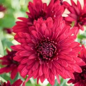 Chrysanthemum 'Ruby Mound', Garden Mum 'Ruby Mound', Florist's Mum 'Ruby Mound', Hardy Garden Mum Ruby Mound, Dendranthema Ruby Mound, Red Chrysanthemum, Fall Flowers