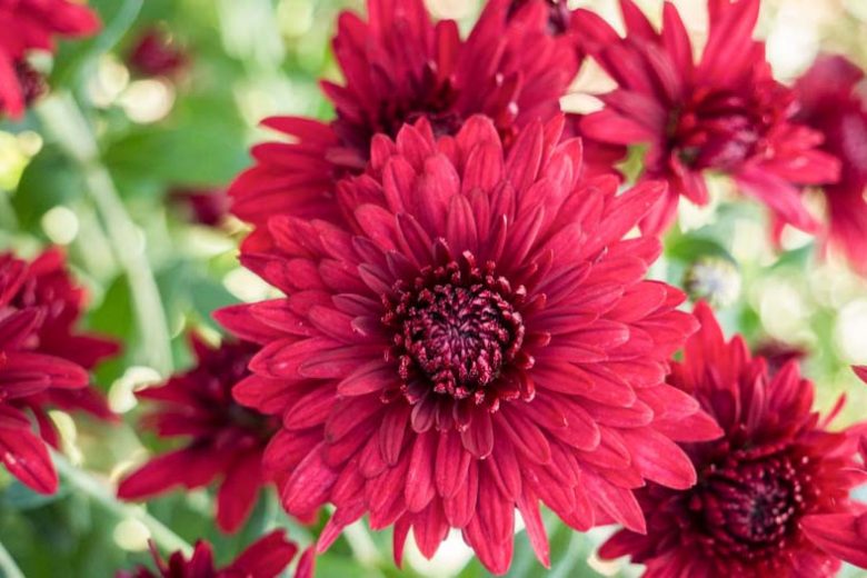 Chrysanthemum 'Ruby Mound', Garden Mum 'Ruby Mound', Florist's Mum 'Ruby Mound', Hardy Garden Mum Ruby Mound, Dendranthema Ruby Mound, Red Chrysanthemum, Fall Flowers