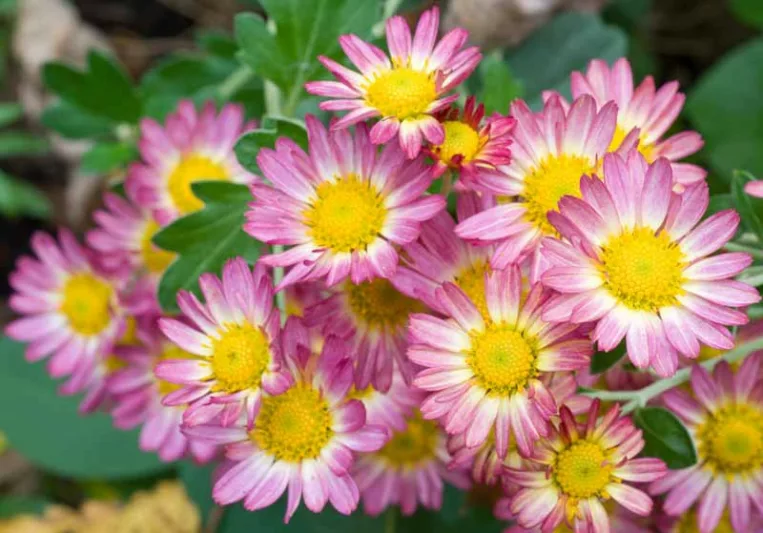 Chrysanthemum 'Will's Wonderful', Garden Mum 'Will's Wonderful', Florist's Mum 'Will's Wonderful', Hardy Garden Mum Will's Wonderful, Dendranthema Will's Wonderful, Pink Chrysanthemum, Fall Flowers