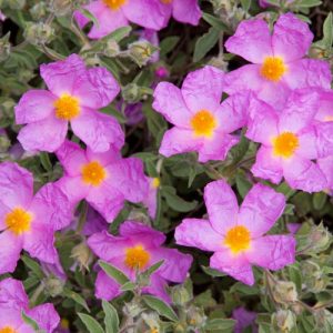 Cistus Creticus ssp. Incanus, Pink Rock Rose, Hairy Rockrose, Gum Cistus, Grey Rockrose, European Rock Rose, Balm of Gilead, Mediterranean plants, Mediterranean shrubs, Pink flowers, Purple Flowers, Rockrose
