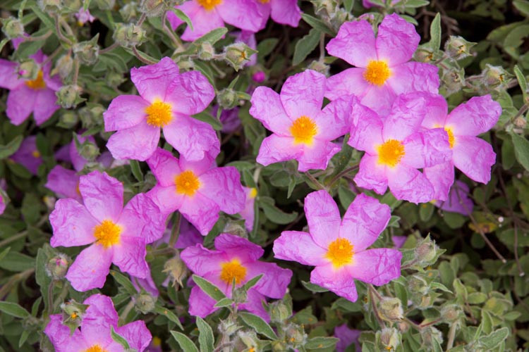 Cistus Creticus ssp. Incanus, Pink Rock Rose, Hairy Rockrose, Gum Cistus, Grey Rockrose, European Rock Rose, Balm of Gilead, Mediterranean plants, Mediterranean shrubs, Pink flowers, Purple Flowers, Rockrose