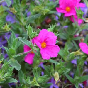 Cistus × Pulverulentus 'Sunset', Rock Rose 'Sunset', Cistus 'Sunset', Cistus crispus 'Sunset', Magenta Rock Rose, Mediterranean plants, Mediterranean shrubs, Pink flowers, Purple Flowers