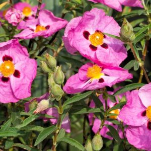 Cistus Purpureus,  Purple-Flowered Rock Rose, Cistus × purpureus 'Betty Taudevin', Mediterranean plants, Mediterranean shrubs, Pink flowers, Purple Flowers,Orchid Rockrose