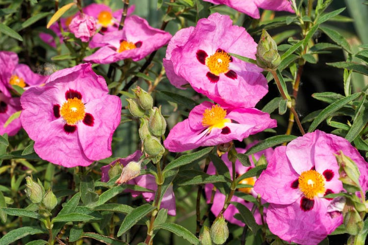 Cistus Purpureus,  Purple-Flowered Rock Rose, Cistus × purpureus 'Betty Taudevin', Mediterranean plants, Mediterranean shrubs, Pink flowers, Purple Flowers,Orchid Rockrose