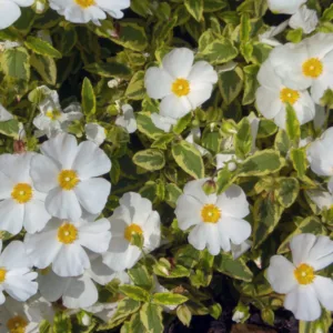 Cistus × hybridus Little Miss Sunshine, Rock-Rose 'Little Miss Sunshine', Cistus 'Little Miss Sunshine', Cistus 'Dunnecis', Cistus corbariensis 'Little Miss Sunshine', Mediterranean plants, Mediterranean shrubs, white flowers