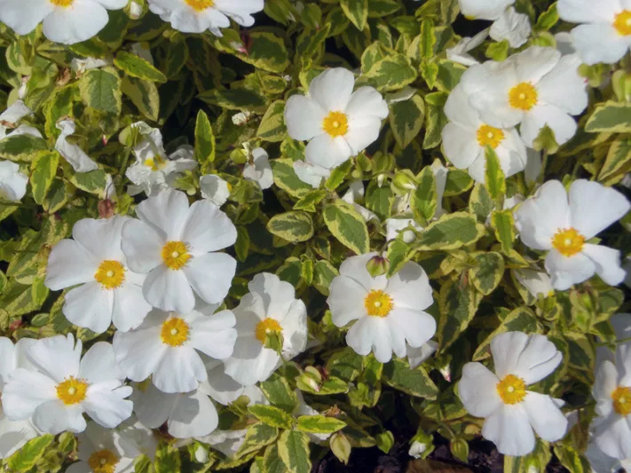 Cistus × hybridus Little Miss Sunshine, Rock-Rose 'Little Miss Sunshine', Cistus 'Little Miss Sunshine', Cistus 'Dunnecis', Cistus corbariensis 'Little Miss Sunshine', Mediterranean plants, Mediterranean shrubs, white flowers