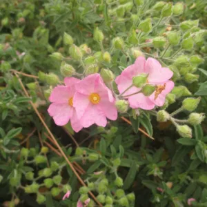Cistus × skanbergii, Dwarf Pink Rockrose, Mediterranean plants, Mediterranean shrubs, Pink flowers, Waterwise plants