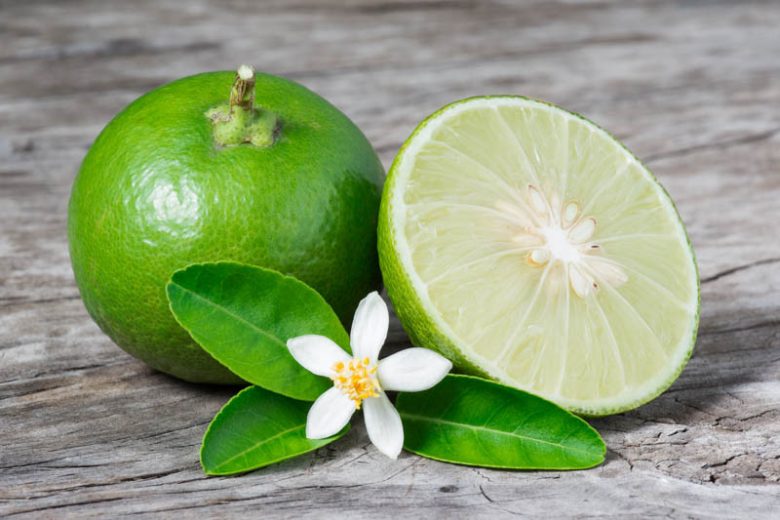 Key Lime, Lime, Adam's Apple, Mexican Lime, West Indian Lime, Bartender’s Lime, Omani Lime, Citrus × aurantiifolia,