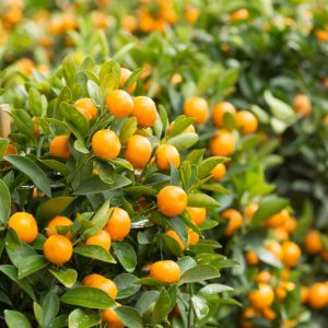 Kumquat, Kumquat Tree, Kumquats, Citrus japonica, Citrus kinokuni, Citrus madurensis, Citrus × nobilis var. inermis, Citrus kumquat, Fortunella hindsii, Fortunella japonica, Fortunella margarita, Fortunella × crassifolia