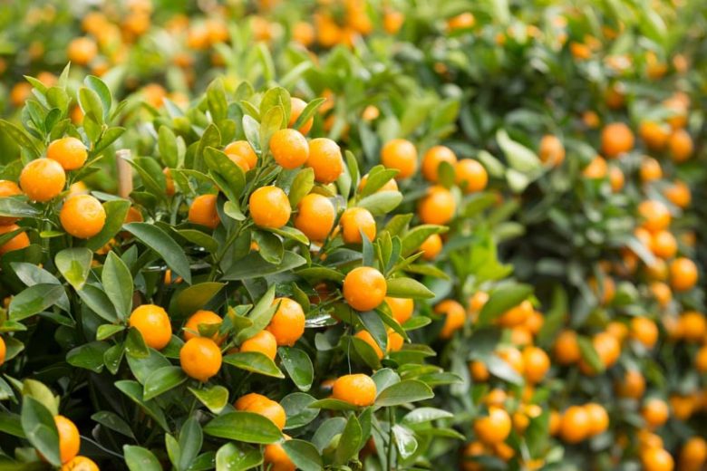 Kumquat, Kumquat Tree, Kumquats, Citrus japonica, Citrus kinokuni, Citrus madurensis, Citrus × nobilis var. inermis, Citrus kumquat, Fortunella hindsii, Fortunella japonica, Fortunella margarita, Fortunella × crassifolia