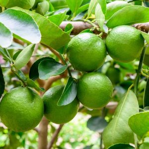 Citrus × latifolia, Persian Lime, Tahiti Lime, Bearss Lime, Seedless Lime