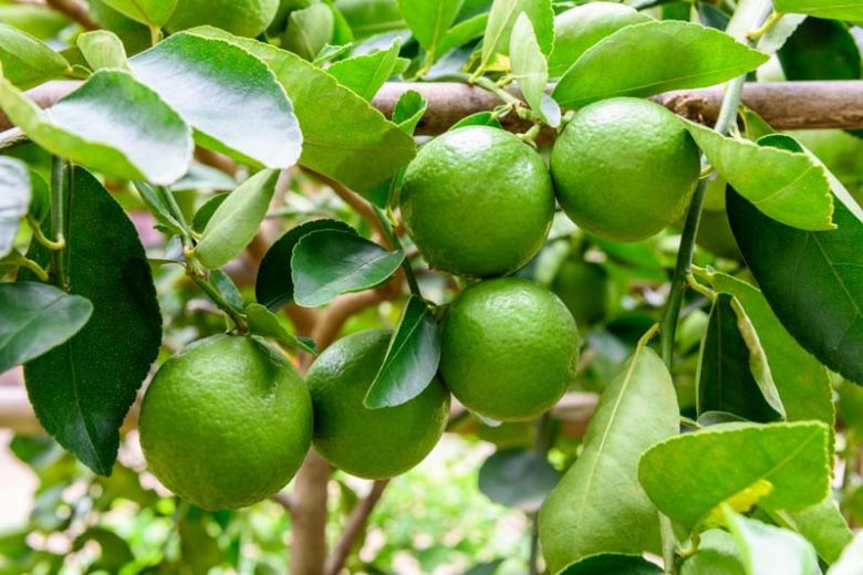 Citrus × latifolia, Persian Lime, Tahiti Lime, Bearss Lime, Seedless Lime