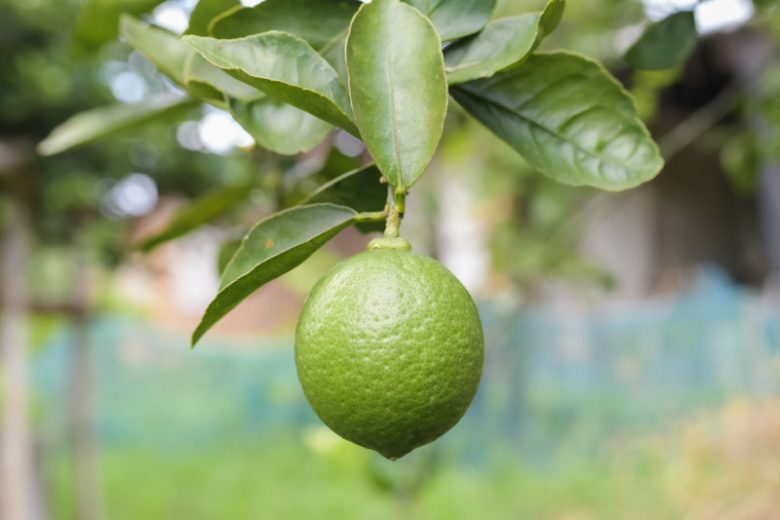 Citrus × latifolia Bearss Lime, Persian Lime Bearss Lime, Tahiti Lime Bearss Lime, Bearss Lime, Seedless Lime Bearss Lime