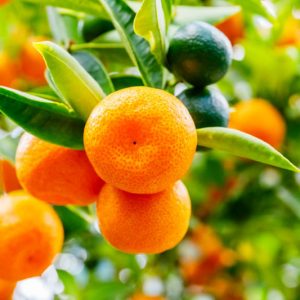 Citrus x microcarpa, Calamondin, Calamondin Orange, Panama Orange, Philippine Lime, Citrus citrofortunella mitis, Citrus madurensis Calamondin, Citrus × microcarpa Philippine lime, Citrus × mitis, Citrus × mitis 'Calmondin', Citrus Calamondin, × Citrofortunella microcarpa, × Citrofortunella mitis, × Citrofortunella mitis 'Calamondin'