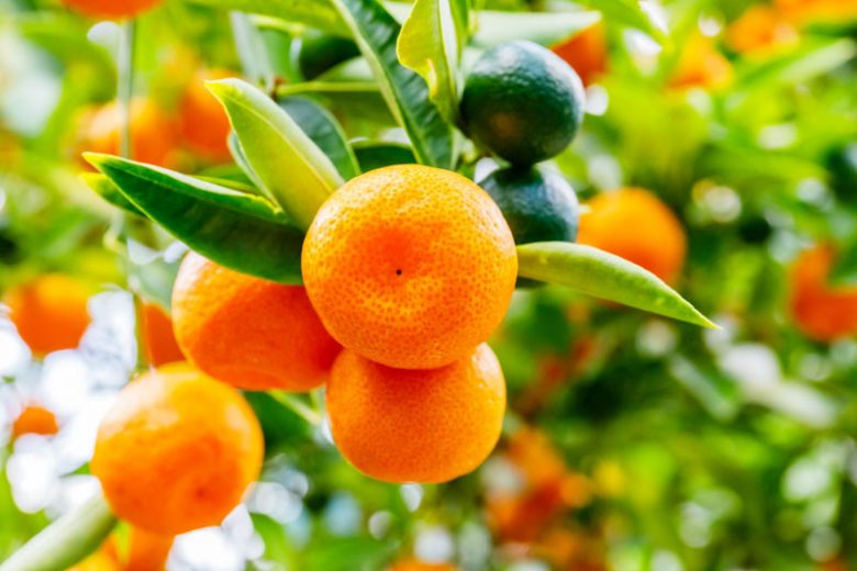 Citrus x microcarpa, Calamondin, Calamondin Orange, Panama Orange, Philippine Lime, Citrus citrofortunella mitis, Citrus madurensis Calamondin, Citrus × microcarpa Philippine lime, Citrus × mitis, Citrus × mitis 'Calmondin', Citrus Calamondin, × Citrofortunella microcarpa, × Citrofortunella mitis, × Citrofortunella mitis 'Calamondin'