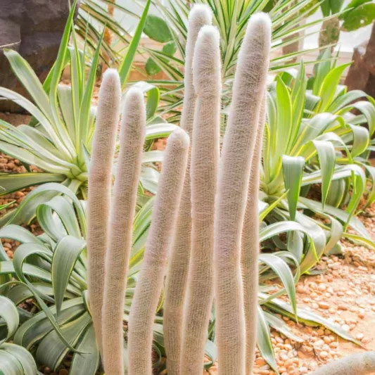Cleistocactus strausii, Silver Torch, Wooly Torch, Silver Torch Cactus, Borzicactus strausii, Cephalocereus strausii, Cereus strausii, Denmoza strausii