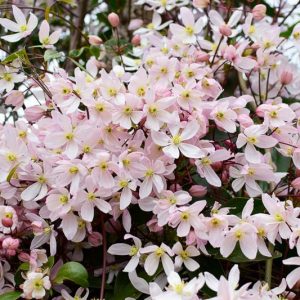 Clematis Apple Blossom, White Clematis, Evergreen Clematis, Clematis armandii 'Apple Blossom'', group 1 clematis, fragrant clematis, scented clematis, White clematis, disease resistant clematis