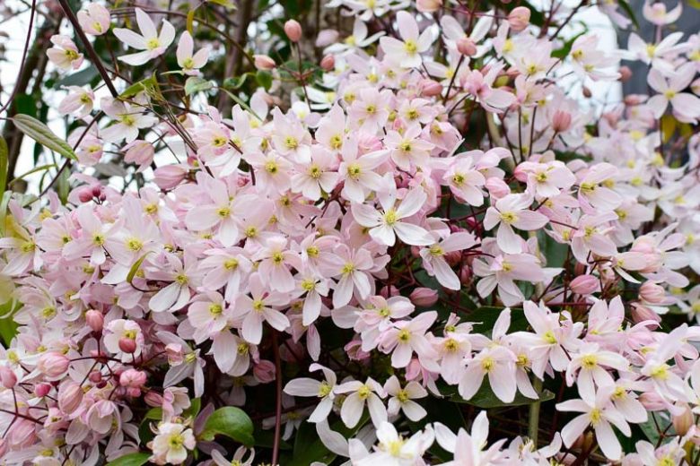 Clematis Apple Blossom, White Clematis, Evergreen Clematis, Clematis armandii 'Apple Blossom'', group 1 clematis, fragrant clematis, scented clematis, White clematis, disease resistant clematis