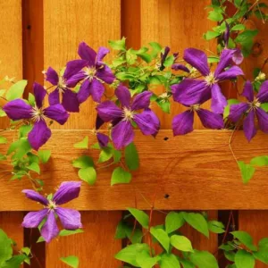 Clematis blooming season, Clematis bloom season, Clematis flowering season, Clematis flowering time, Clematis calendar, Clematis bloom time
