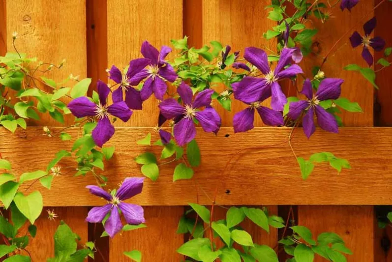 Clematis blooming season, Clematis bloom season, Clematis flowering season, Clematis flowering time, Clematis calendar, Clematis bloom time