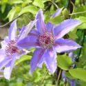 Evergreen Clematis group, Clematis alpina group, Clematis macropetala group, Clematis montana group, Early Large-Flowered Clematis group, Late Large-Flowered Clematis group, Herbaceous Clematis group, Viticella Clematis group, Texensis Clematis group, Orientalis Clematis group