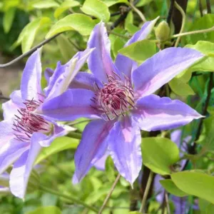 Evergreen Clematis group, Clematis alpina group, Clematis macropetala group, Clematis montana group, Early Large-Flowered Clematis group, Late Large-Flowered Clematis group, Herbaceous Clematis group, Viticella Clematis group, Texensis Clematis group, Orientalis Clematis group