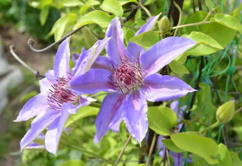 Evergreen Clematis group, Clematis alpina group, Clematis macropetala group, Clematis montana group, Early Large-Flowered Clematis group, Late Large-Flowered Clematis group, Herbaceous Clematis group, Viticella Clematis group, Texensis Clematis group, Orientalis Clematis group