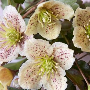 Clematis cirrhosa var. balearica, Fern-leaved clematis, White Clematis, Evergreen Clematis, Winter Clematis, group 1 clematis, fragrant clematis, scented clematis, White clematis, disease resistant clematis