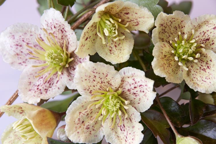 Clematis cirrhosa var. balearica, Fern-leaved clematis, White Clematis, Evergreen Clematis, Winter Clematis, group 1 clematis, fragrant clematis, scented clematis, White clematis, disease resistant clematis
