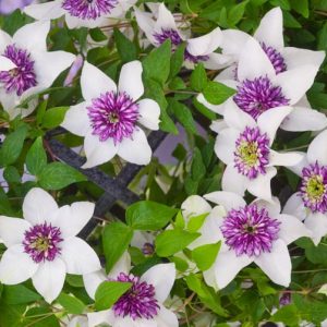 Clematis florida var. florida 'Sieboldiana', Clematis 'Sieboldiana', Clematis florida var. sieboldiana, Clematis florida var. bicolor, group 2 clematis, Bicolor clematis, Clematis Vine, Clematis Plant, Flower Vines, Clematis Flower, Clematis Pruning