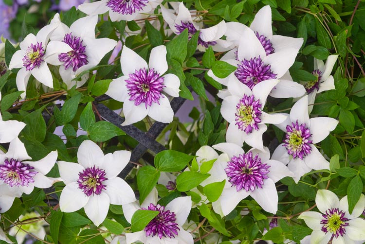 Clematis florida var. florida 'Sieboldiana', Clematis 'Sieboldiana', Clematis florida var. sieboldiana, Clematis florida var. bicolor, group 2 clematis, Bicolor clematis, Clematis Vine, Clematis Plant, Flower Vines, Clematis Flower, Clematis Pruning