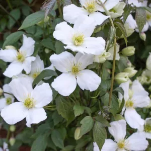 Clematis montana var. grandiflora, White Anemone Clematis, Clematis anemoniflora, Clematis montana f. grandiflora, Clematis montana 'Grandiflora', Clematis 'Grandiflora', group 1 clematis, fragrant clematis, scented clematis, White clematis, disease resistant clematis