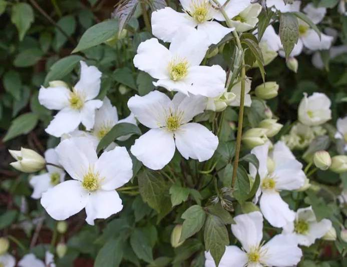 Clematis montana var. grandiflora, White Anemone Clematis, Clematis anemoniflora, Clematis montana f. grandiflora, Clematis montana 'Grandiflora', Clematis 'Grandiflora', group 1 clematis, fragrant clematis, scented clematis, White clematis, disease resistant clematis