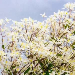 Clematis paniculata, Sweet Autumn Clematis,fragrant clematis, scented clematis, White clematis, disease resistant clematis