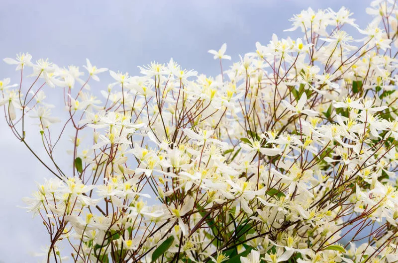 Clematis paniculata, Sweet Autumn Clematis,fragrant clematis, scented clematis, White clematis, disease resistant clematis