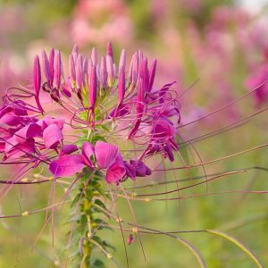 Cleome Hassleriana 'Rose Queen', Spider Flower 'Rose Queen', Spider Plant 'Rose Queen', Pink Queen 'Rose Queen', Cleome spinosa 'Rose Queen', Cleome 'Rose Queen', Tall Annual Flowers, Tall Flowers, Pink annuals, Pink Flowers