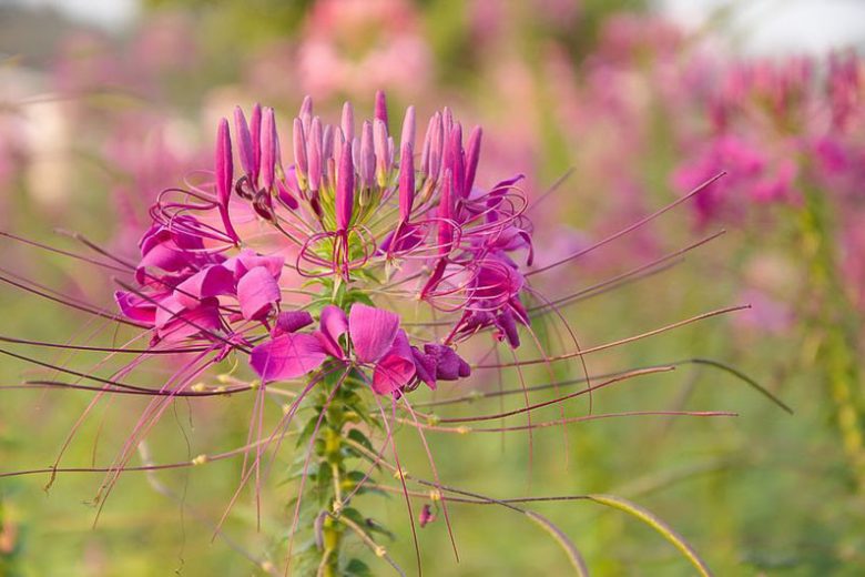 Cleome Hassleriana 'Rose Queen', Spider Flower 'Rose Queen', Spider Plant 'Rose Queen', Pink Queen 'Rose Queen', Cleome spinosa 'Rose Queen', Cleome 'Rose Queen', Tall Annual Flowers, Tall Flowers, Pink annuals, Pink Flowers