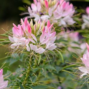 Cleome Hassleriana 'Sparkler Blush', Spider Flower 'Sparkler Blush', Spider Plant 'Sparkler Blush', Pink Queen 'Sparkler Blush', Cleome spinosa 'Sparkler Blush', Cleome 'Sparkler Blush', Tall Annual Flowers, Tall Flowers, Pink annuals, Pink Flowers