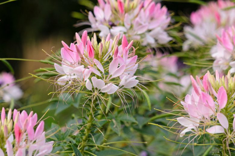 Cleome Hassleriana 'Sparkler Blush', Spider Flower 'Sparkler Blush', Spider Plant 'Sparkler Blush', Pink Queen 'Sparkler Blush', Cleome spinosa 'Sparkler Blush', Cleome 'Sparkler Blush', Tall Annual Flowers, Tall Flowers, Pink annuals, Pink Flowers