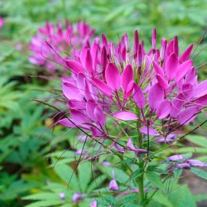 Cleome Hassleriana 'Violet Queen', Spider Flower 'Violet Queen', Spider Plant 'Violet Queen', Pink Queen 'Violet Queen', Cleome spinosa 'Violet Queen', Cleome 'Violet Queen', Tall Annual Flowers, Tall Flowers, purple annuals, Purple Flowers