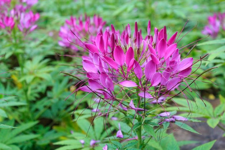 Cleome Hassleriana 'Violet Queen', Spider Flower 'Violet Queen', Spider Plant 'Violet Queen', Pink Queen 'Violet Queen', Cleome spinosa 'Violet Queen', Cleome 'Violet Queen', Tall Annual Flowers, Tall Flowers, purple annuals, Purple Flowers