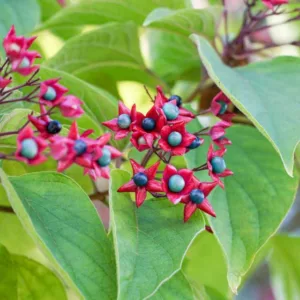 Clerodendrum trichotomum,Harlequin Glorybower, Peanut Butter Tree, Japanese Clethra, Flowering Shrubs, Fragrant shrub, White flowers, Blue Fruits, Purple Fruits,