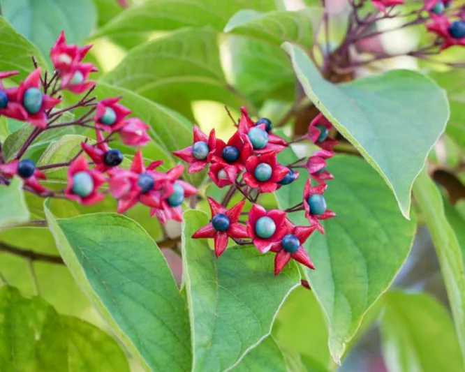 Clerodendrum trichotomum,Harlequin Glorybower, Peanut Butter Tree, Japanese Clethra, Flowering Shrubs, Fragrant shrub, White flowers, Blue Fruits, Purple Fruits,
