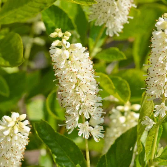 Clethra Alnifolia 'Hummingbird', Sweet Pepper Bush 'Hummingbird', Sweet Pepperbush 'Hummingbird', Summer Sweet 'Hummingbird', Summersweet 'Hummingbird'
